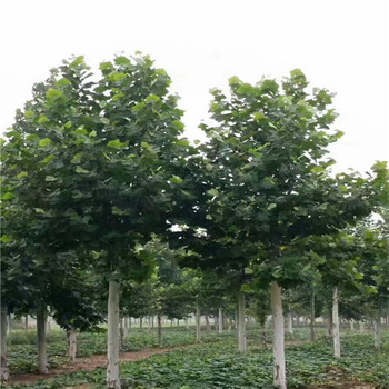 江西14公分法桐價(jià)格法桐種植基地