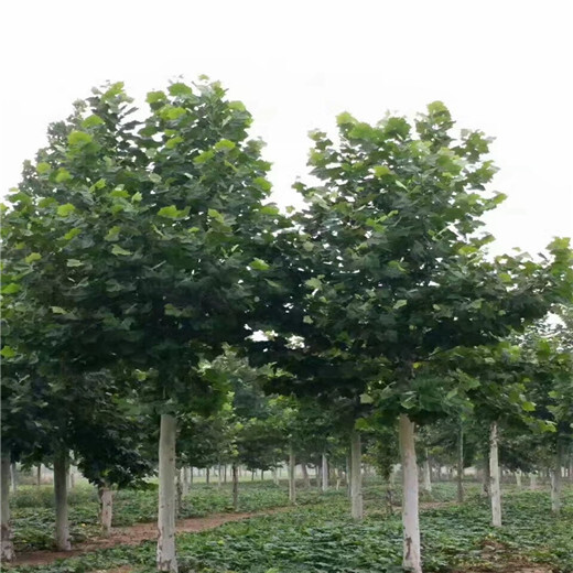 安徽28公分法桐价格法桐种植技术