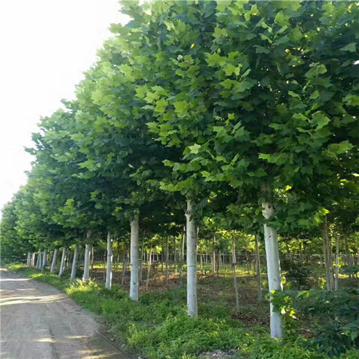 安徽16公分法桐價(jià)格法國(guó)梧桐產(chǎn)地