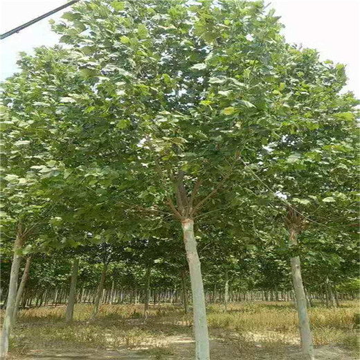 江西6公分法桐價(jià)格菏澤法桐價(jià)格