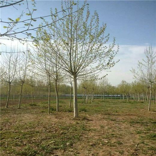 重慶25公分法桐價格法國梧桐產(chǎn)地