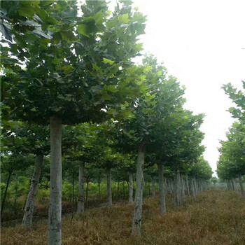 遼寧9公分法桐價(jià)格法桐種植基地