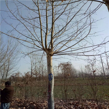 上海24公分法桐價(jià)格法桐種植技術(shù)