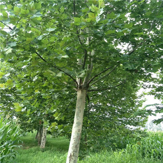重慶25公分法桐價(jià)格菏澤法桐價(jià)格