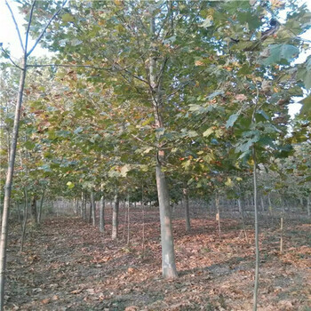 遼寧9公分法桐價(jià)格法桐種植基地