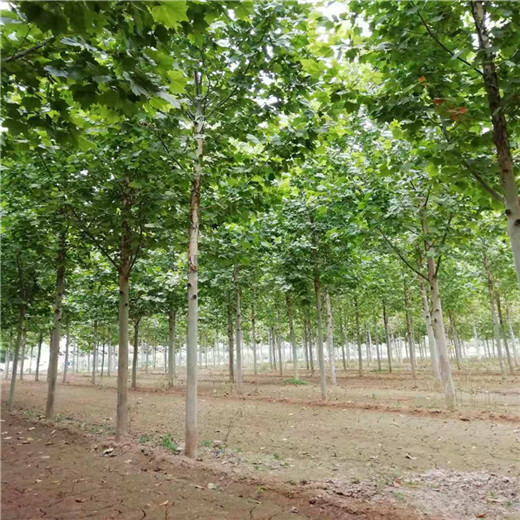 山東6公分法桐價(jià)格法桐種植技術(shù)