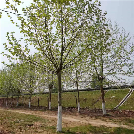 河南14公分法桐價格法桐種植技術(shù)
