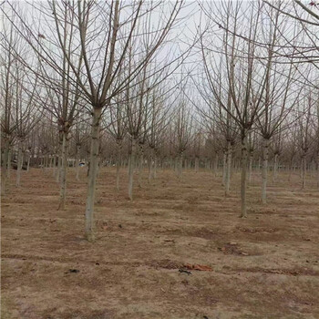 浙江19公分法桐價(jià)格法桐種植技術(shù)