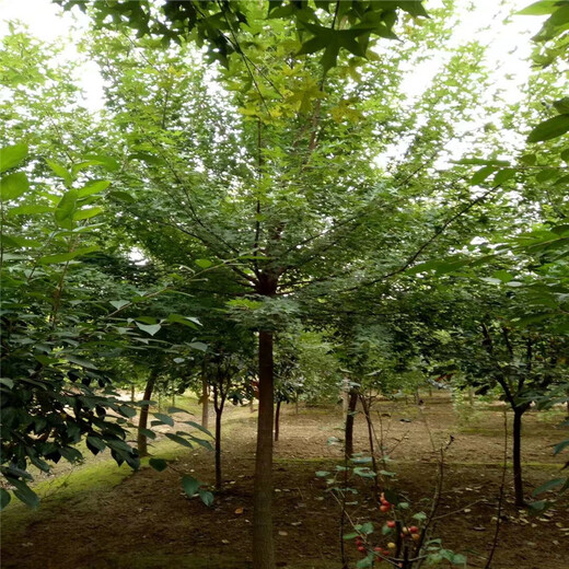浙江五角楓小苗價格14公分五角楓價格