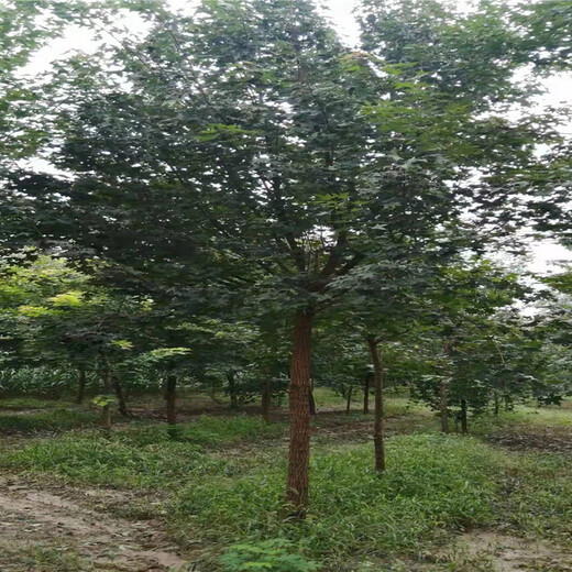 江蘇五角楓小苗價(jià)格14公分五角楓價(jià)格