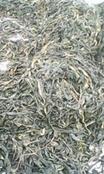进口马尾藻海藻水产进口清关流程印尼政策像一棵海草热歌推荐