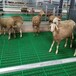 羊用漏粪地板羊圈用塑料地板羊舍地漏板多个规格