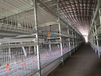 华邦笼具养鸡养鸭自动化养殖设备