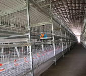 华邦农牧笼具养鸡养鸭自动化设备笼具设备可定做欢迎咨询