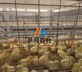 华邦自动化养殖设备养殖技术笼具蛋鸡肉鸡养殖