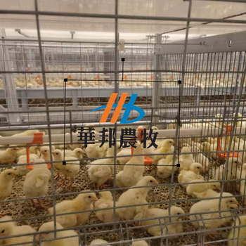 华邦养鸡养鸭养殖设备自动化养殖设备笼具