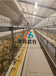 山东华邦自动化养殖设备笼具养殖设备制造厂家