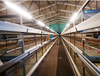 肉鸡笼养设备H型框架热镀锌养鸭设备山东华邦机械厂家