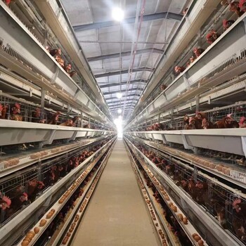 鸡笼厂家供应层叠蛋鸡笼阶梯式鸡笼养鸡设备批发