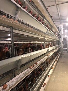 河南鸡笼厂供应全自动蛋鸡笼层叠蛋鸡笼价格皮带清粪设备
