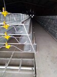鸡笼厂供应层叠式育雏笼阶梯小鸡笼子自动养鸡设备价格