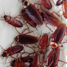 美洲大蠊原来就是蟑螂，怪不得生命力如此顽强，深受养殖用户的喜爱
