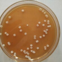 畜牧養殖生物肥料水產養殖污水處理枯草芽孢桿菌圖片