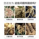 淡紫拟青霉防治各种线虫病益昊生物菌剂厂家