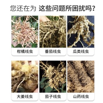 淡紫擬青霉防治各種線蟲病益昊生物菌劑廠家