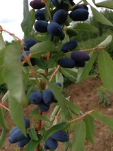 藍靛果，山茄子，黑瞎子果圖片