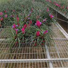 航迪热镀锌大棚温室植物种植工艺花卉移动育苗床