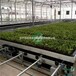 全自动网格物流苗床温室大棚密集种植节省人工