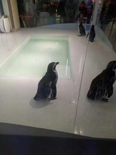 企鹅展览出租活动暖场