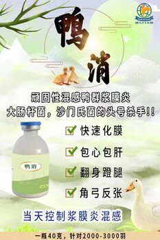 大日齡的肉鴨出現漿膜炎混感怎么解決