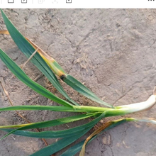 4月份，这5种小麦病虫害，防治！