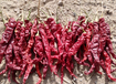 新疆铁门关市出售红龙23干辣椒、板椒打粉，食用粉加工