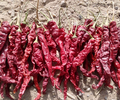 新疆铁门关市出售红龙23干辣椒、板椒打粉，食用粉加工