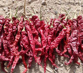 新疆巴州地区红龙23色素干辣椒打粉加工厂
