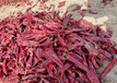 新疆焉耆县色素辣椒颗粒加工红龙23干辣椒打粉销售