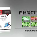 治疗白粉病，就用百菌清