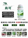 白粉病防治藥劑，保護(hù)治療加鏟除，不傷蜜蜂
