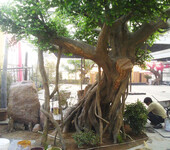園林景觀綠化工程設(shè)計與施工水泥景觀仿真樹生產(chǎn)廠家