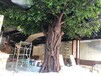 北京玻璃鋼假樹訂做水泥仿真樹出售假樹廠家