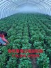 河北脫毒紅薯苗基地供應高產西瓜紅紅薯苗