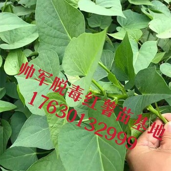 帥軍脫毒紅薯苗基地博爾塔拉紅薯苗基地培育地瓜苗