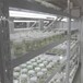 西瓜红脱毒红薯苗成活率强、价格低、产量高支持定制