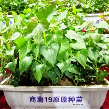 紅薯苗大量供應(yīng)脫毒高淀粉紅薯苗商薯19美國(guó)9408