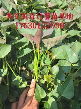 帥軍脫毒紅薯苗基地博爾塔拉紅薯苗基地培育地瓜苗