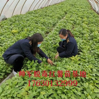 帥軍脫毒紅薯苗基地博爾塔拉紅薯苗基地培育地瓜苗