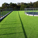 仿真人造草坪地毯利辛塑料人工绿草皮广告牌草坪背景墙